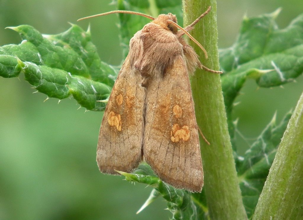 Amphipoea fucosa