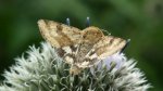 Słonecznica szczeciówka (Heliothis viriplaca)