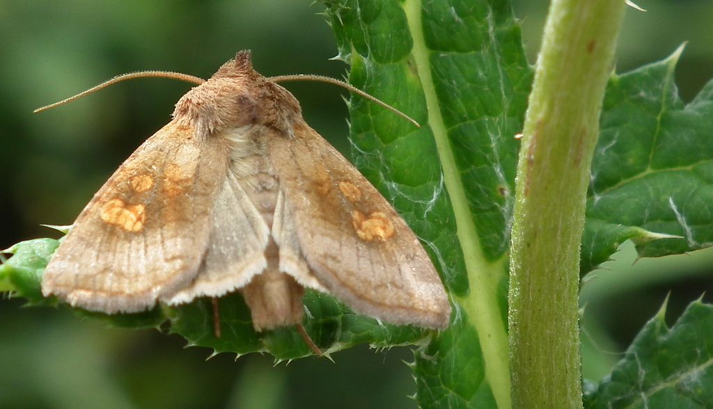 Amphipoea fucosa