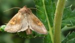 Amphipoea fucosa