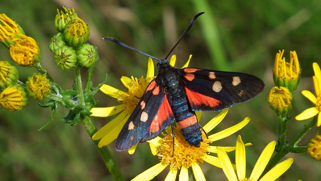 Kraśnik goryszowiec (Zygaena ephialtes)