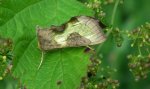 Błyszczka spiżówka (Diachrysia chrysitis)