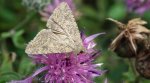Piętnówka chwastówka (Anarta trifolii)