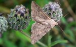 Piętnówka chwastówka (Anarta trifolii)