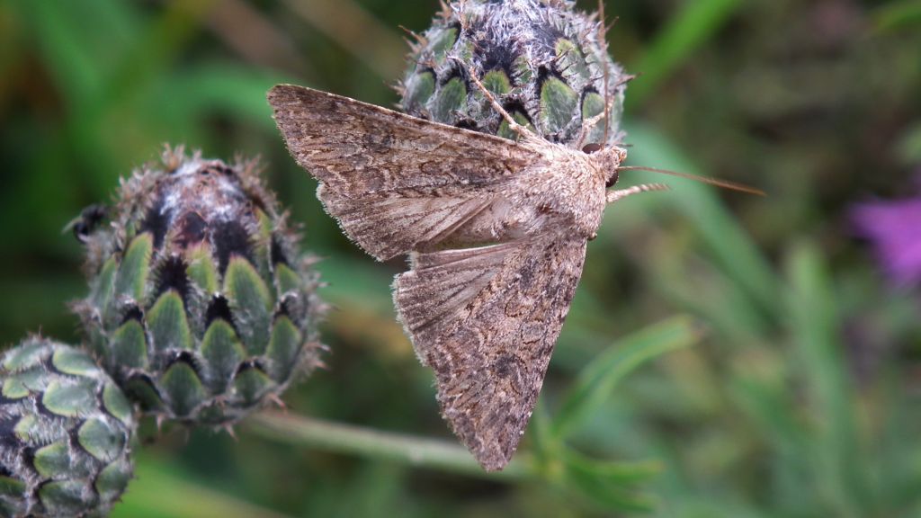 Piętnówka chwastówka (Anarta trifolii)