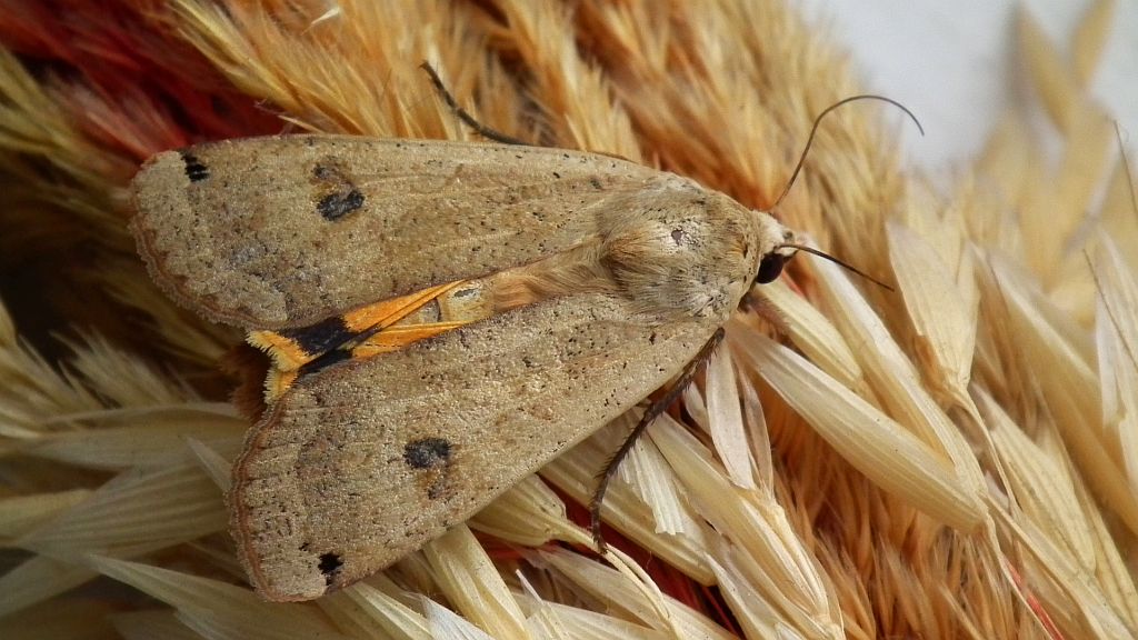 Rolnica tasiemka (Noctua pronuba)