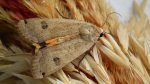 Rolnica tasiemka (Noctua pronuba)