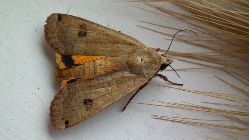 Rolnica tasiemka (Noctua pronuba)