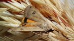 Rolnica tasiemka (Noctua pronuba)