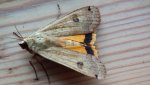 Rolnica tasiemka (Noctua pronuba)