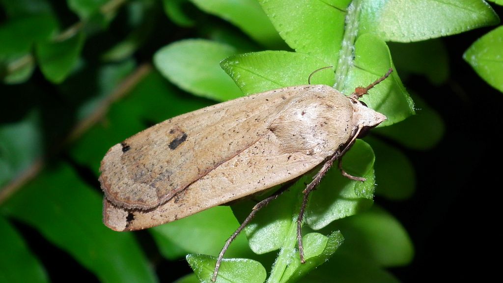 Rolnica tasiemka (Noctua pronuba)