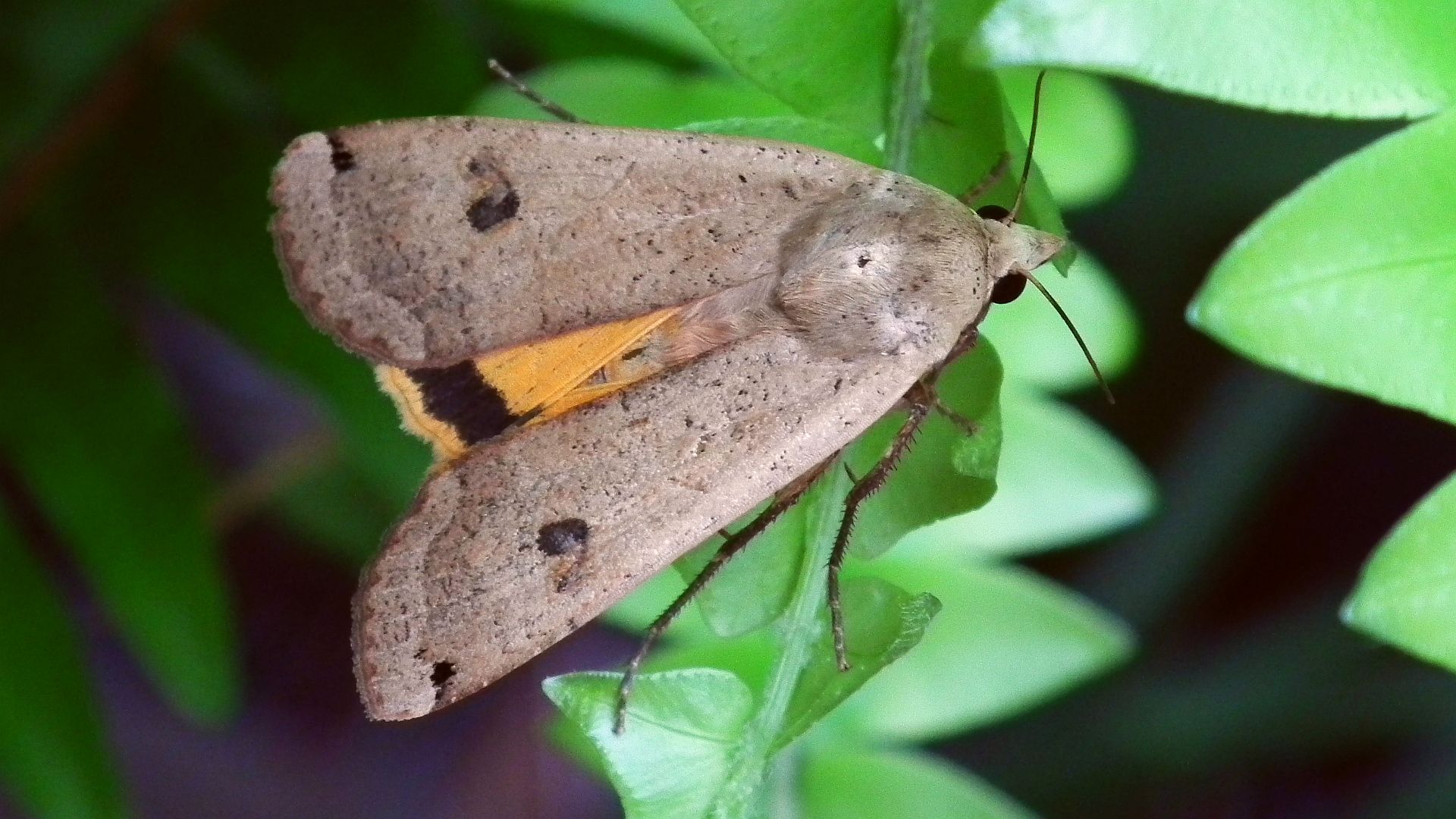 Rolnica tasiemka (Noctua pronuba)
