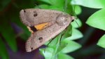 Rolnica tasiemka (Noctua pronuba)