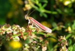 Oncocera semirubella