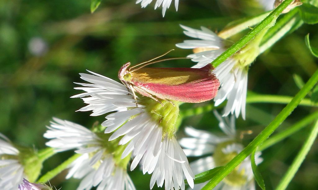 Oncocera semirubella