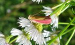 Oncocera semirubella