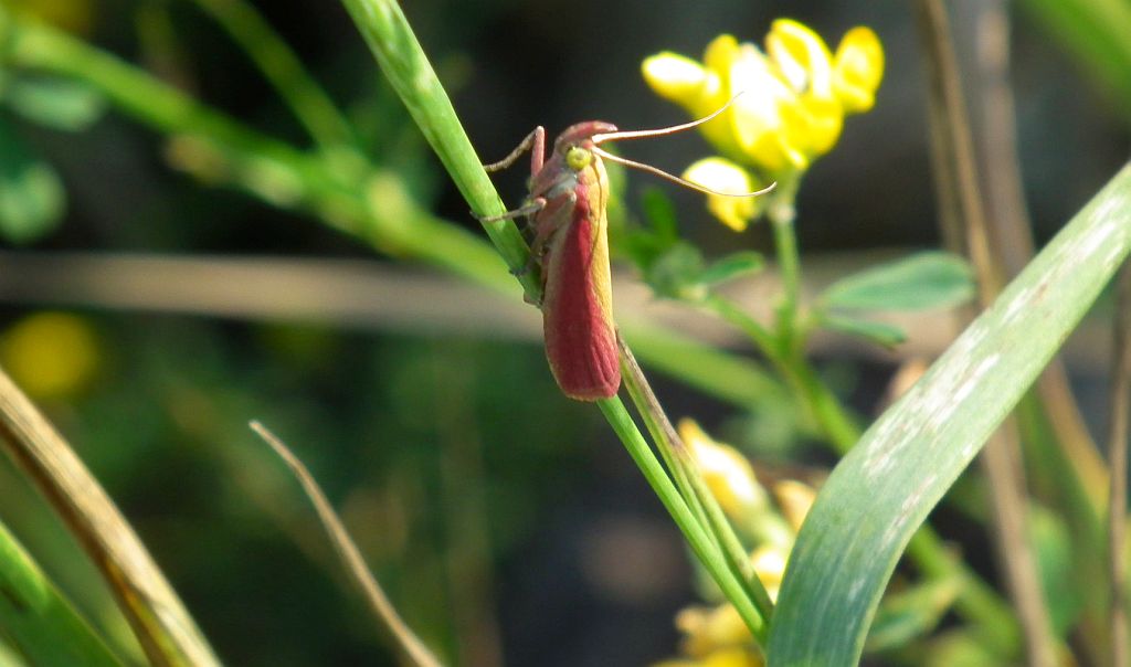 Oncocera semirubella