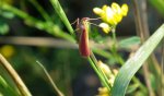 Oncocera semirubella