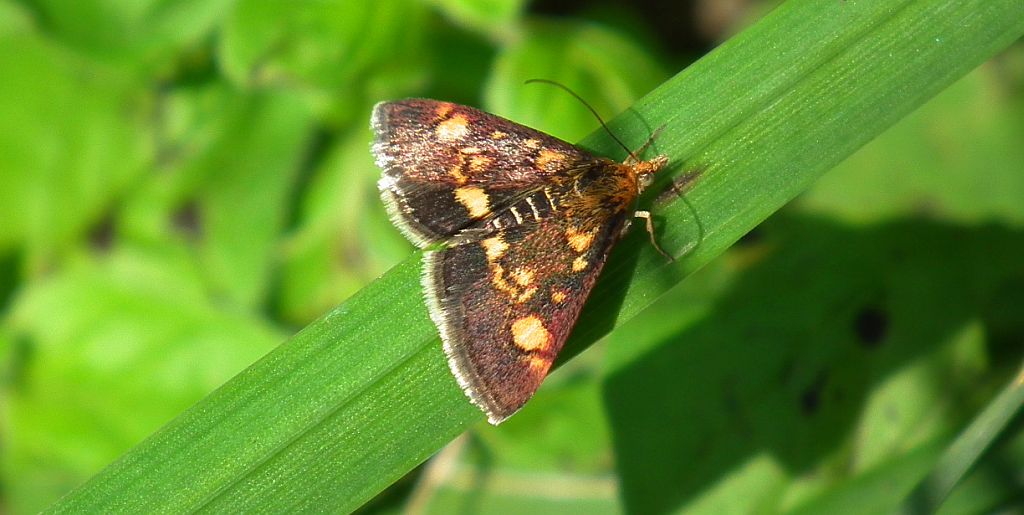 Omacnica złotowianka (Pyrausta aurata)