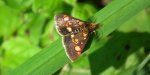 Omacnica złotowianka (Pyrausta aurata)