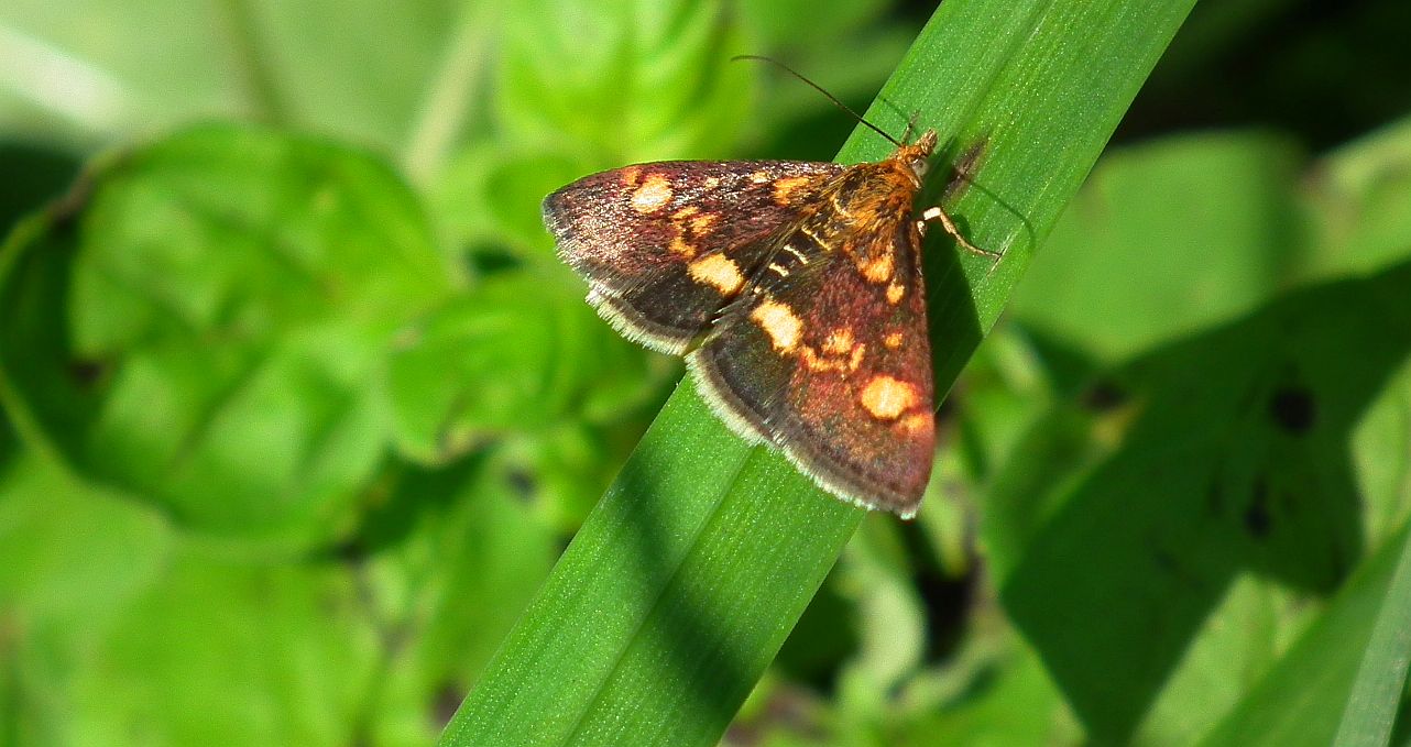 Omacnica złotowianka (Pyrausta aurata)