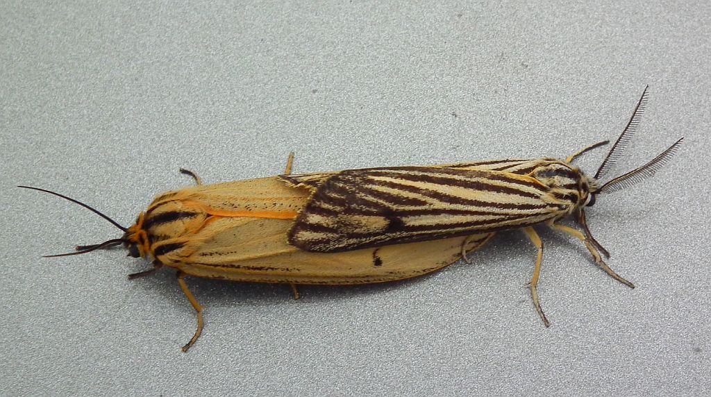 Pstrokówka kreskówka (Coscinia striata)