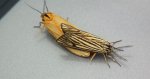 Pstrokówka kreskówka (Coscinia striata)