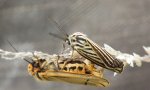 Pstrokówka kreskówka (Coscinia striata)