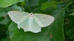 Miernik zieleniak (Geometra papilionaria)