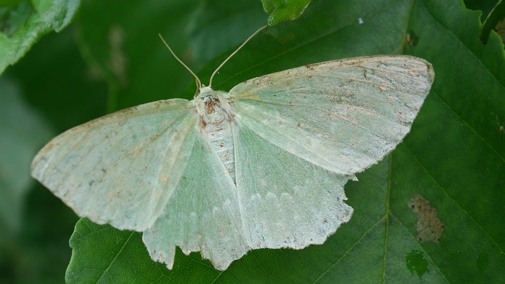 Miernik zieleniak (Geometra papilionaria)