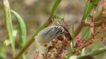 Pstrokówka kreskówka (Coscinia striata)