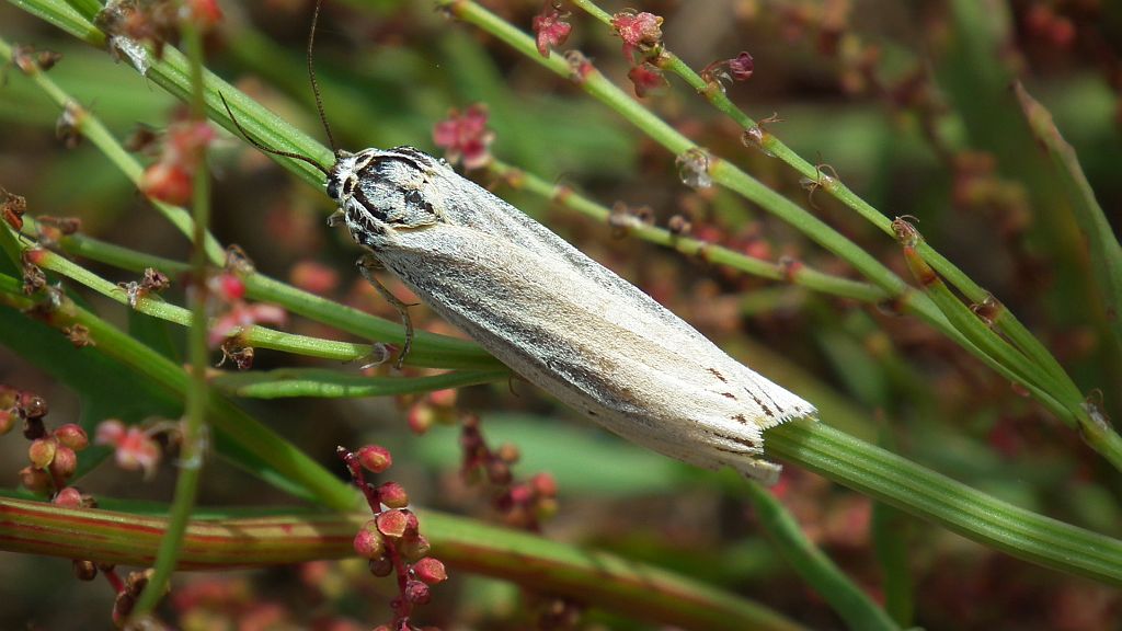 Pstrokówka kreskówka (Coscinia striata)