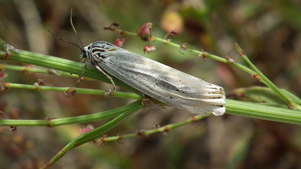 Pstrokówka kreskówka (Coscinia striata)