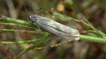 Pstrokówka kreskówka (Coscinia striata)