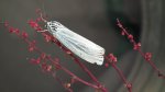 Pstrokówka kreskówka (Coscinia striata)