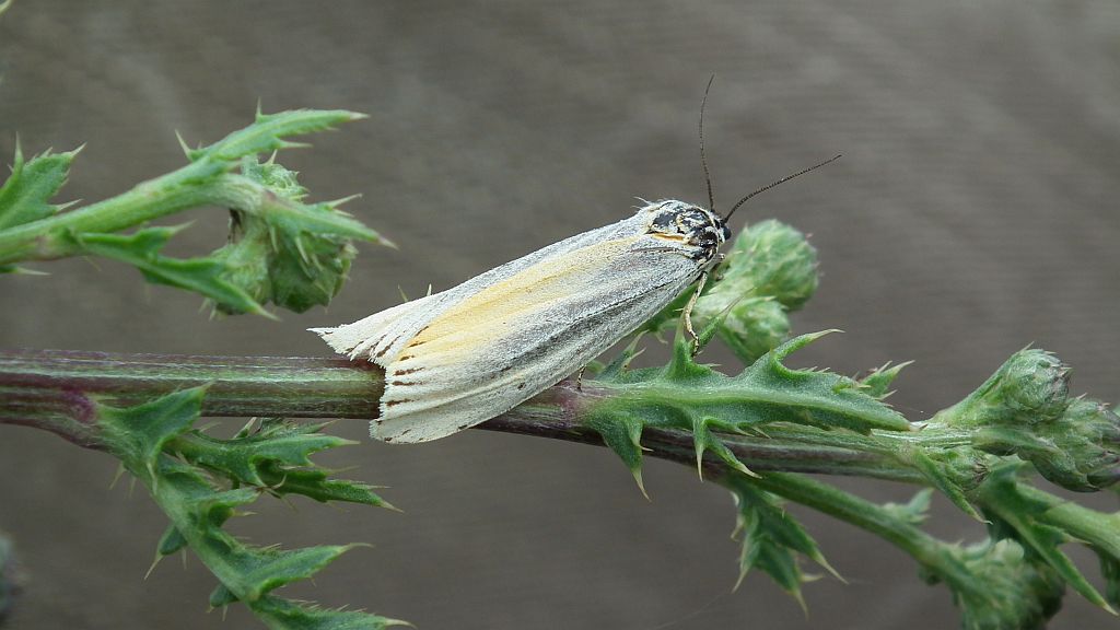 Pstrokówka kreskówka (Coscinia striata)