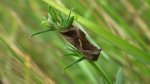 Błyszczka kroplówka (Macdunnoughia confusa)