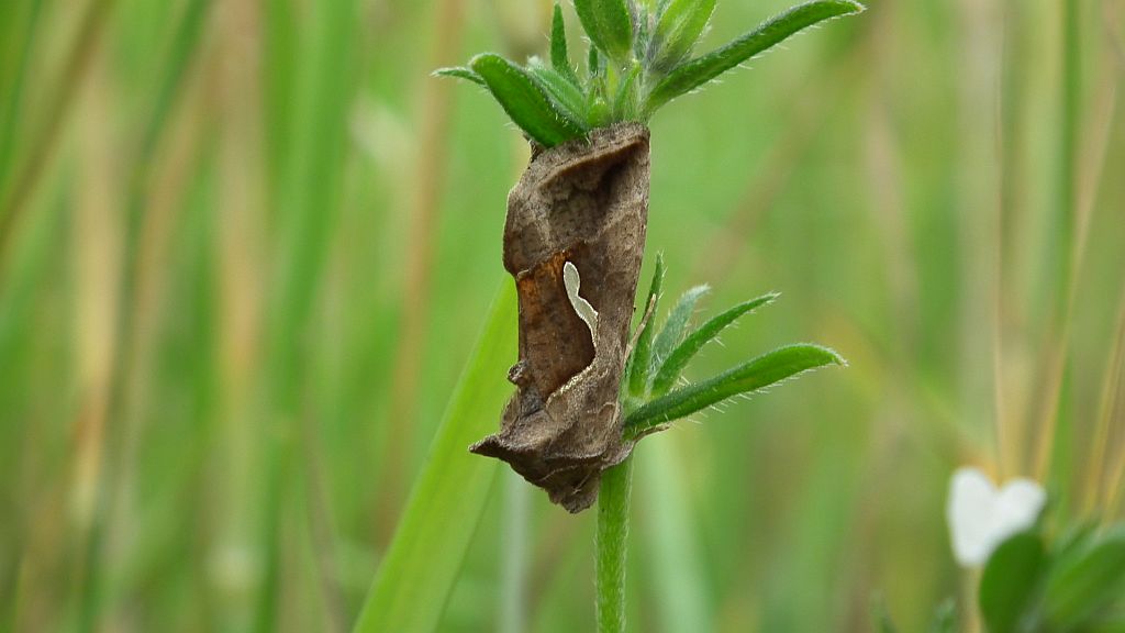Błyszczka kroplówka (Macdunnoughia confusa)