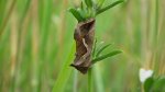 Błyszczka kroplówka (Macdunnoughia confusa)