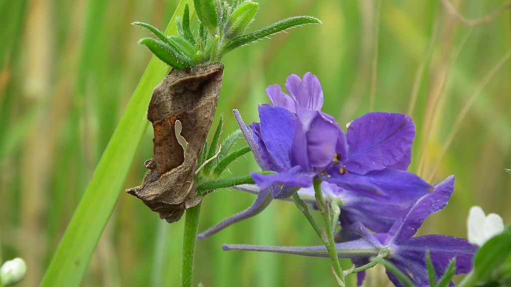 Błyszczka kroplówka (Macdunnoughia confusa)