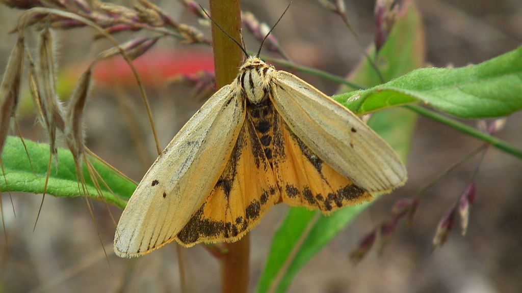 Pstrokówka kreskówka (Coscinia striata)
