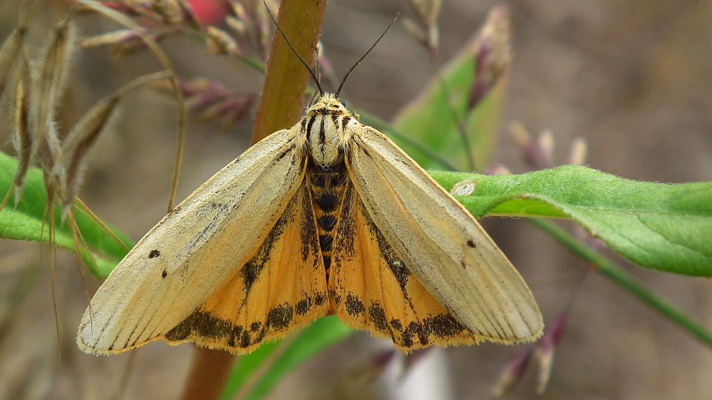 Pstrokówka kreskówka (Coscinia striata)