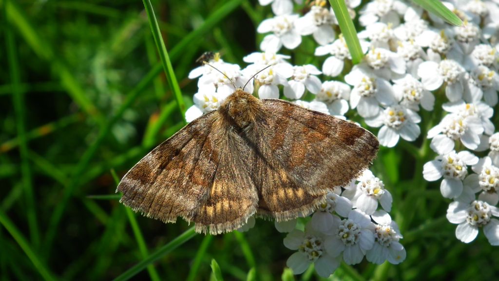 Wygłoba koniczówka (Euclidia glyphica)