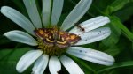 Pyrausta purpuralis