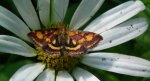 Pyrausta purpuralis
