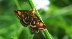 Pyrausta purpuralis