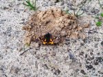 Bęsica kwietniówka (Archiearis parthenias)