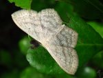 Wątlak czarnokropek (Scopula nigropunctata)
