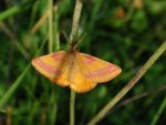Sudamek szczawiak (Lythria cruentaria)