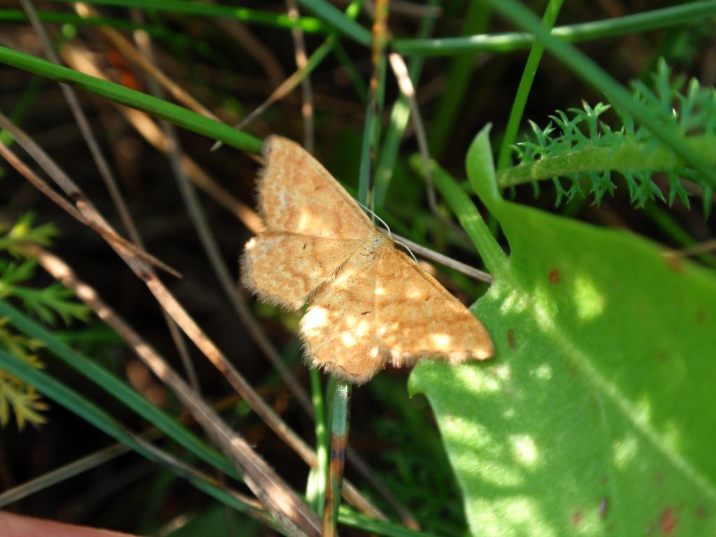 Szypleć leszczyniak/Rączyk leszczyniak (Angerona prunaria)